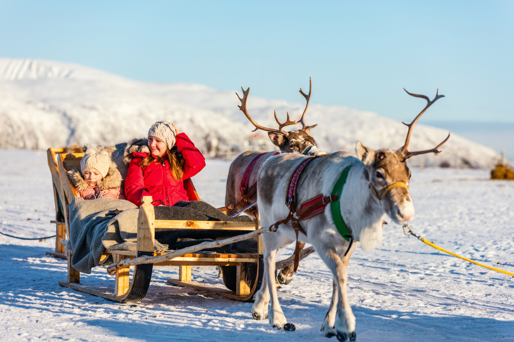 Compare Reindeer Sledding Tour in Tromso Norway 1