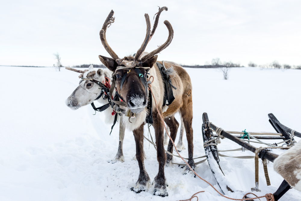 Compare Reindeer Sledding Tour in Tromso Norway 3 1