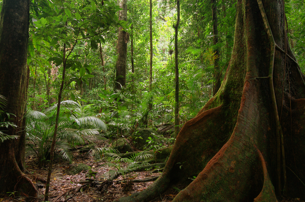 Daintree Cape Tribulation and Mossman Gorge Day Trip 1