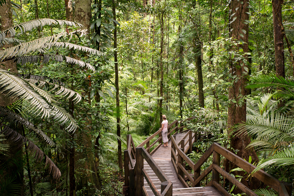 Daintree Cape Tribulation and Mossman Gorge Day Trip 12