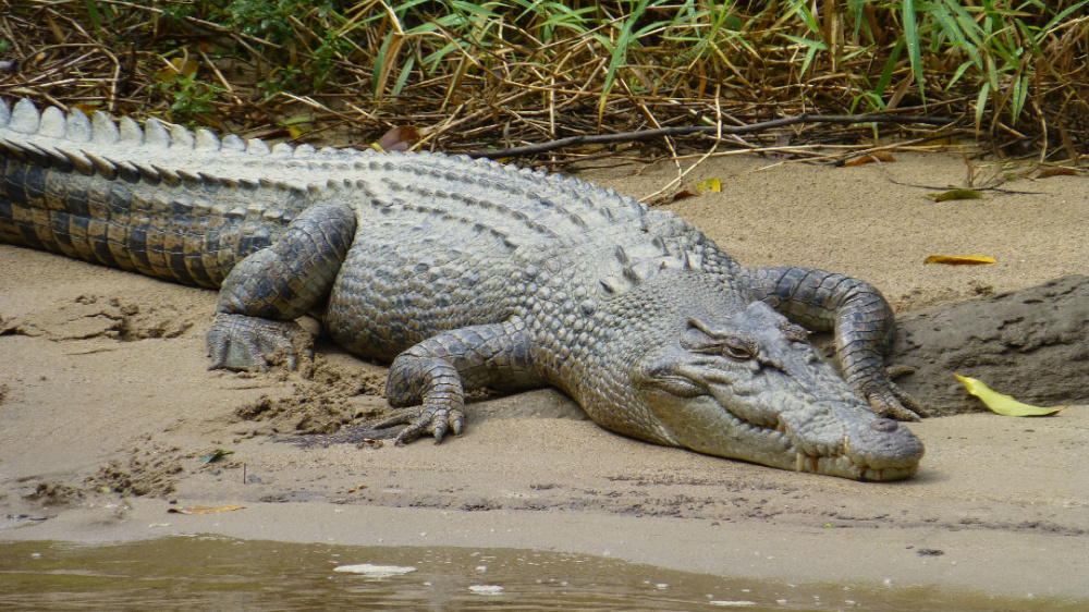 Daintree Cape Tribulation and Mossman Gorge Day Trip 3