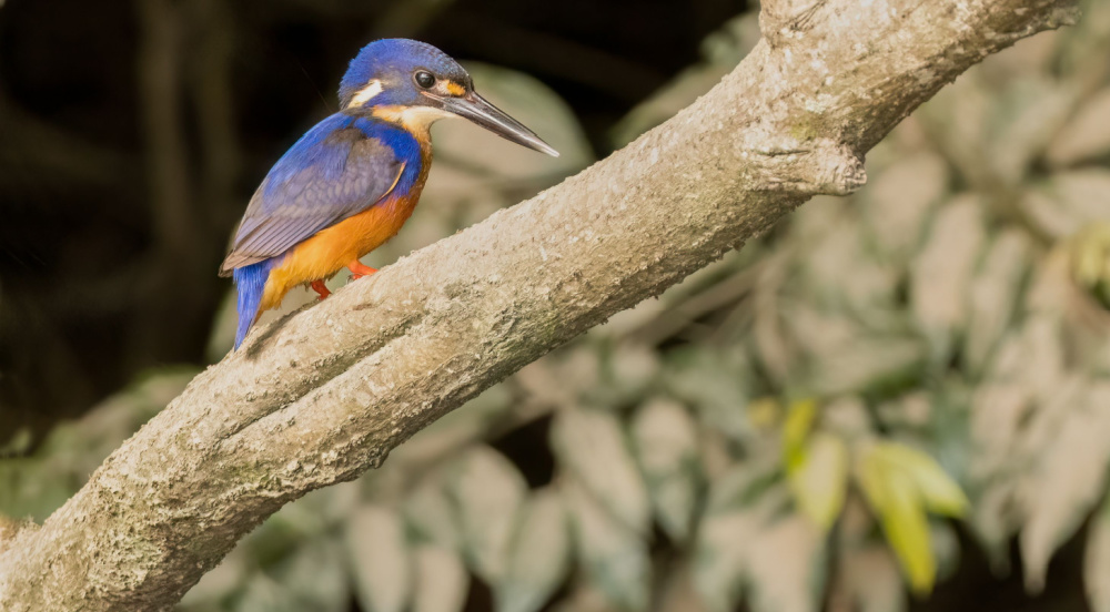 Daintree Cape Tribulation and Mossman Gorge Day Trip