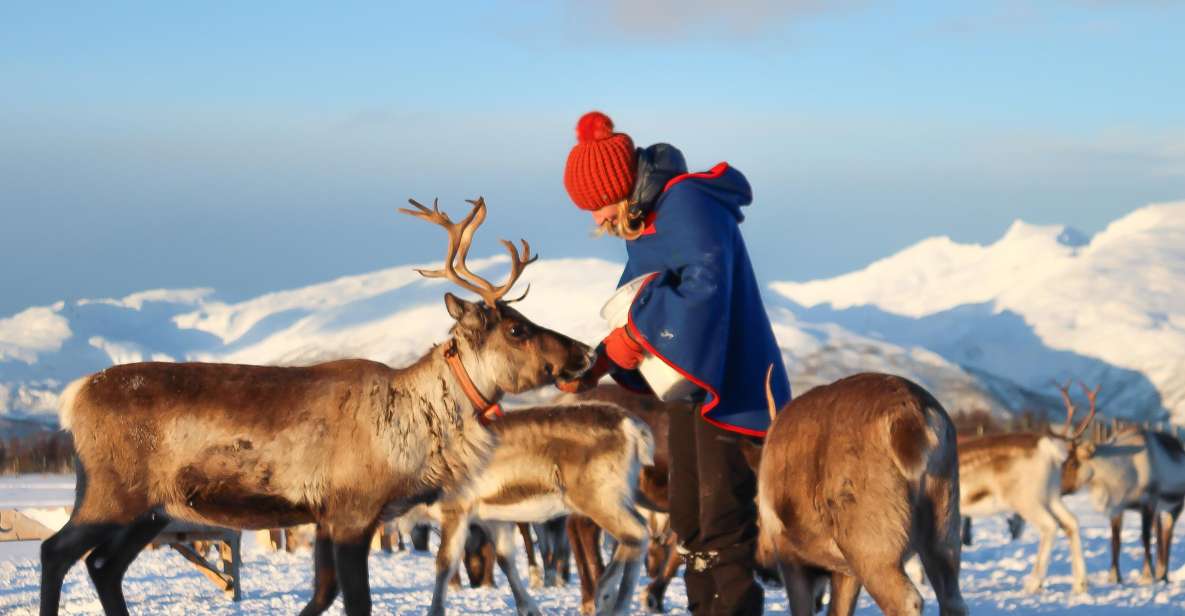 From Tromsø- Reindeer Ranch and Sami Culture Tour 