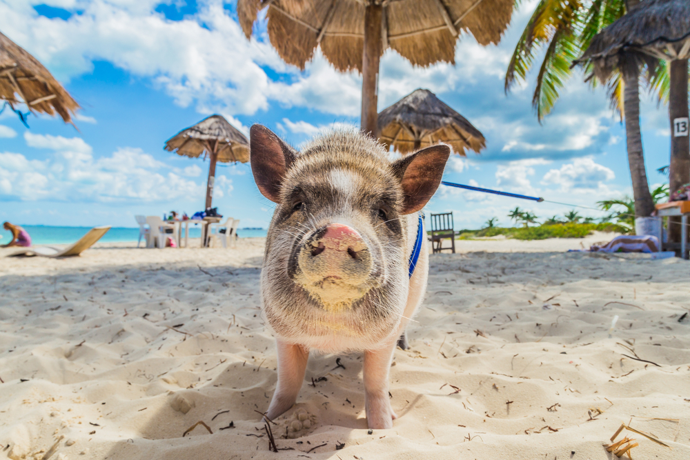 Swim with Pigs Nassau Bahamas: Insider Tips