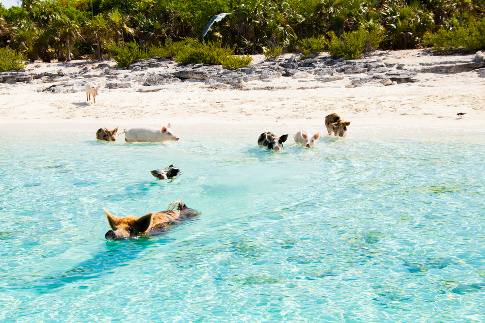 Swim with Pigs Nassau Bahamas: Compare