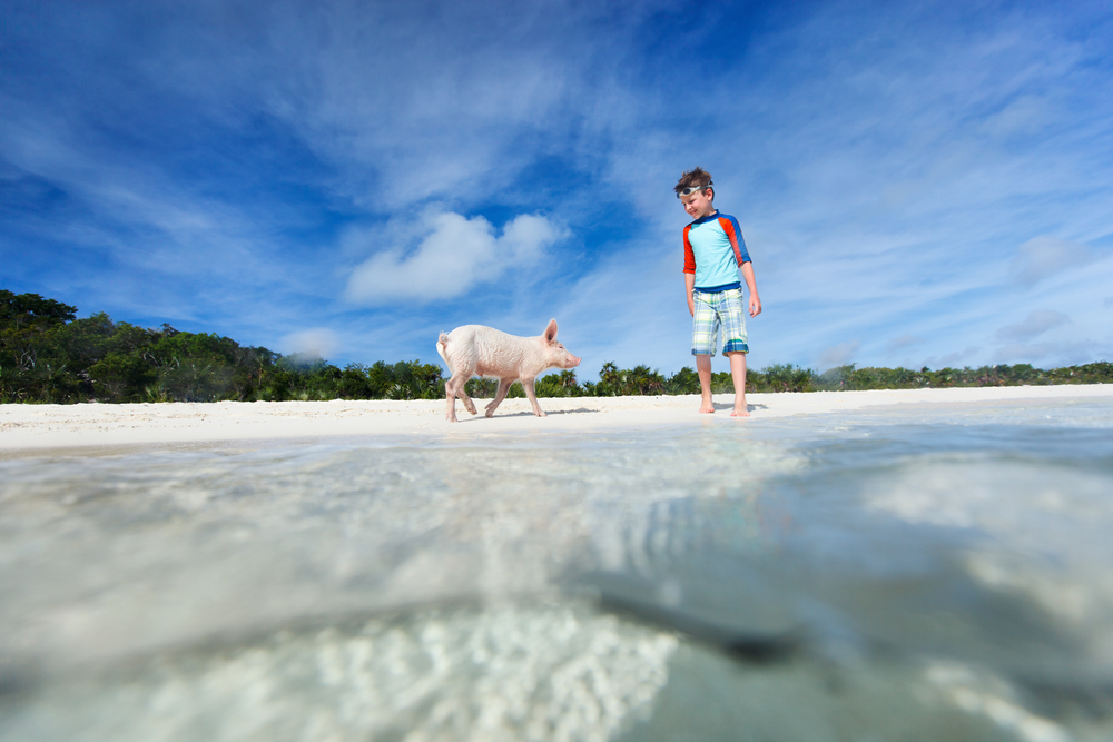 Swim with Pigs Nassau: Is it worth it