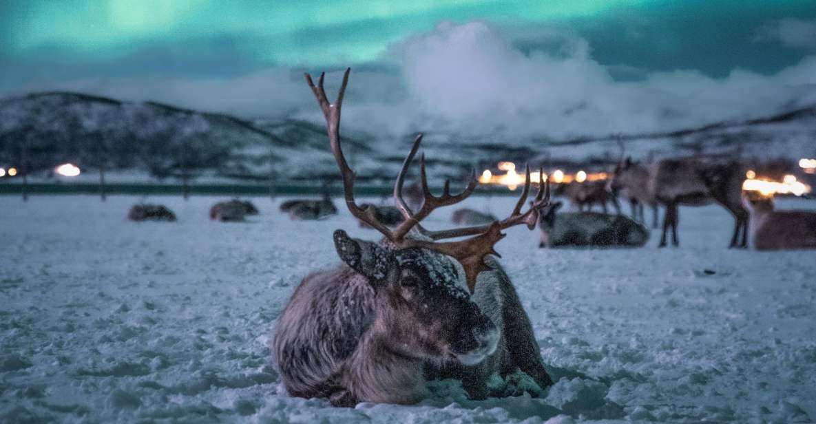 Tromsø: Reindeer Sled, Dinner, and Northern Lights Day Trip