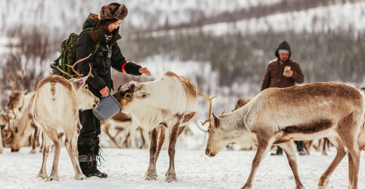 Reindeer Sledding Tour in Tromso with Feeding with a Sami Guide